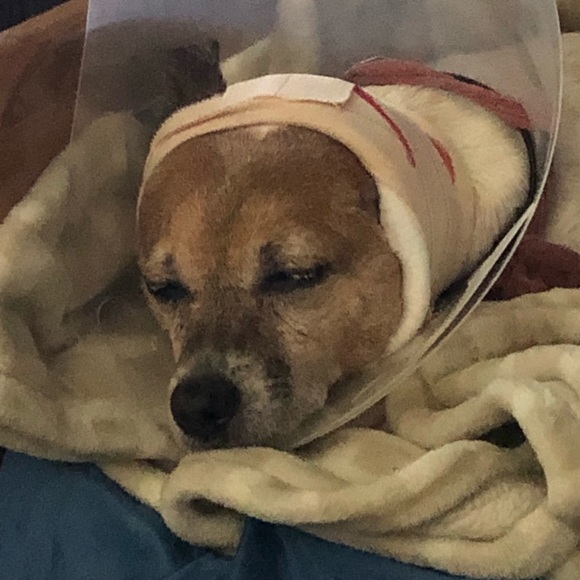 SWEET HAZEL - Picture 5 of 16